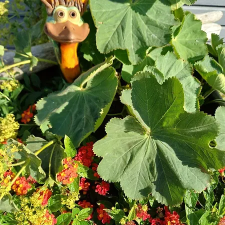 Blumenmeer *